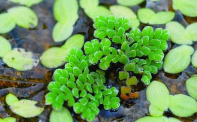 Azolla pinnata R.Br. 滿江紅