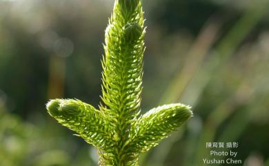 Lycopodiella cernua 過山龍