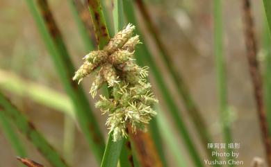 Schoenoplectiella mucronata subsp. robusta 水毛花