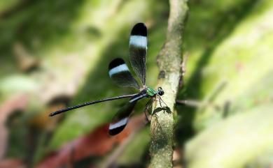 Psolodesmus mandarinus dorothea Williamson, 1904 中華珈蟌南台亞種