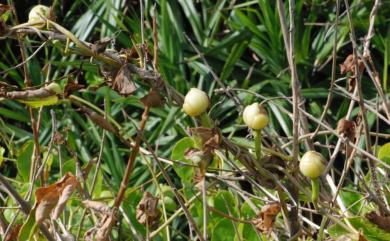 Ipomoea violacea L. 圓萼天茄兒