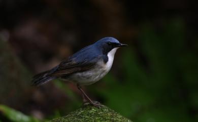 Larvivora cyane bochaiensis (Shulpin, 1928) 藍歌鴝(東南亞種)