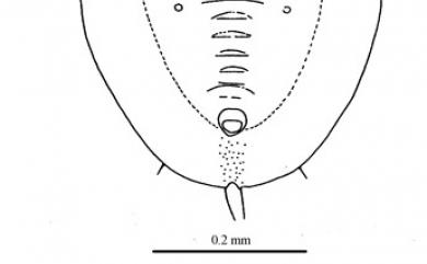 Dialeurodes ficicola Takahashi, 1935 細葉榕裸粉蝨