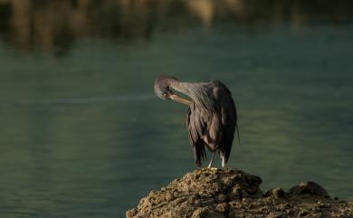 Egretta sacra sacra (J. F. Gmelin, 1789) 岩鷺