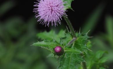 Cirsium japonicum var. australe 南國小薊