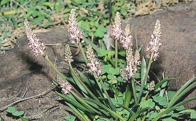 Scilla sinensis 綿棗兒