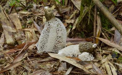 Dictyophora indusiata 長裙竹蓀