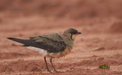 Glareola maldivarum Forster, 1795 燕鴴