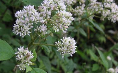 Eupatorium formosanum Hayata 臺灣澤蘭