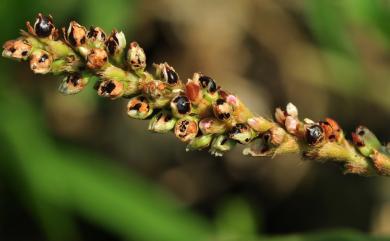 Persicaria pulchra (Blume) Soják 絨毛蓼