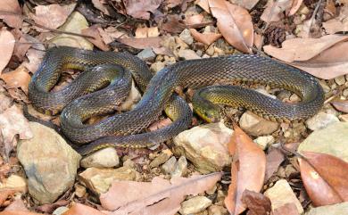 Achalinus formosanus Boulenger, 1908 臺灣標蛇