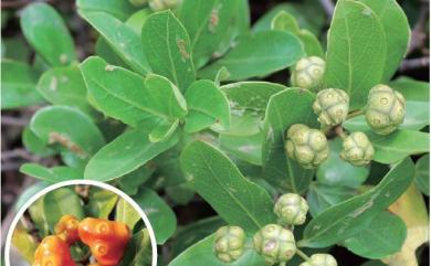 Morinda parvifolia Bartl. ex DC. 紅珠藤