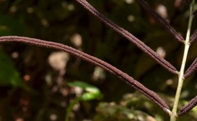 Lomariopsis boninensis Nakai 羅蔓藤蕨