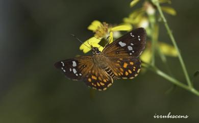 Celaenorrhinus major Hsu, 1990 臺灣流星弄蝶