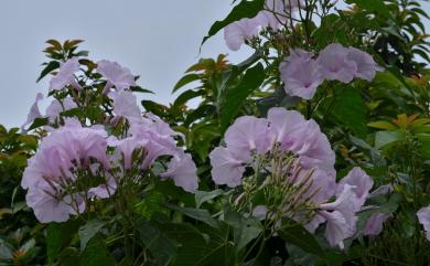 Ipomoea carnea subsp. fistulosa 樹牽牛