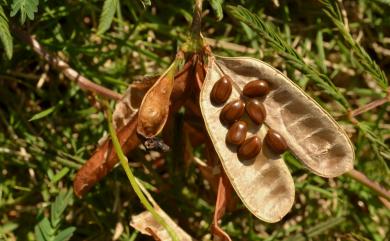 Neptunia gracilis 細枝水合歡