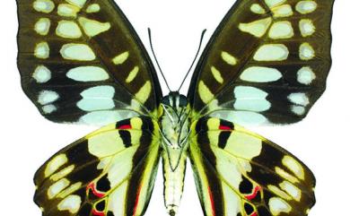 Graphium doson postianus 木蘭青鳳蝶