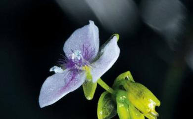 Murdannia simplex (Vahl) Brenan 細竹蒿草