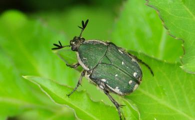 Gametis incongrua (Janson, 1878) 白緣姬花金龜