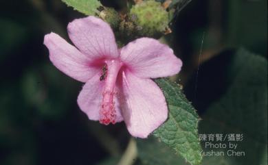 Urena lobata 野棉花