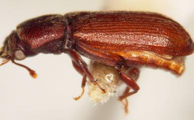 Lyctus brunneus (Stephens, 1830) 褐粉蠹