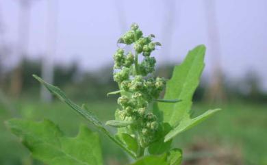 Chenopodium serotinum L. 小葉藜