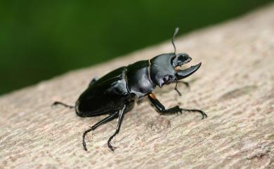 Odontolabis siva parryi 鬼艷鍬形蟲