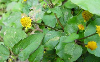 Acmella paniculata (Wall. ex DC.) R.K. Jansen 金鈕釦