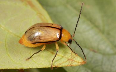 Monolepta kuroheri Kimoto, 1966 黑緣長腳螢金花蟲
