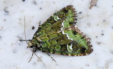 Pseudodeltote formosana (Hampson, 1910) 寶島擬沼夜蛾