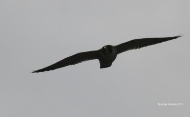 Falco peregrinus peregrinator Sundevall, 1837 遊隼