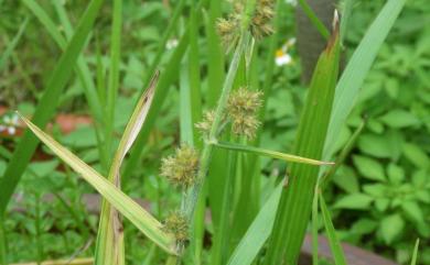 Cenchrus echinatus 蒺藜草