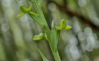 Habenaria longiracema 長穗玉鳳蘭