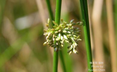 Juncus effusus var. decipiens 燈心草