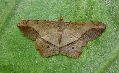 Chiasmia monticolaria notia (Wehrli, 1940)