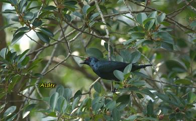 Aplonis panayensis (Scopoli, 1786) 亞洲輝椋鳥