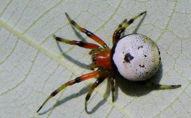 Araneus mitificus Simon, 1886 黑綠鬼蛛