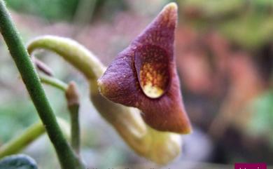 Aristolochia cucurbitifolia 瓜葉馬兜鈴