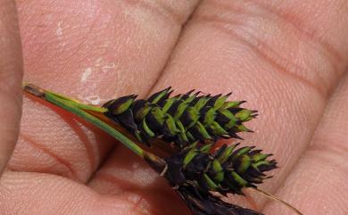 Carex atrata L. 南湖扁果薹