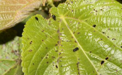 Orthocrepis nigripes Kimoto, 1987 黑腳平背葉蚤