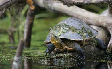 Mauremys sinensis (Gray, 1834) 斑龜