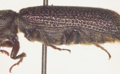 Parabostrychus acuticollis Lesne, 1913