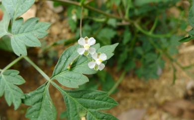 Cardiospermum halicacabum L. 倒地鈴