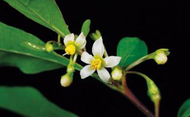 Solanum pseudocapsicum 珊瑚櫻