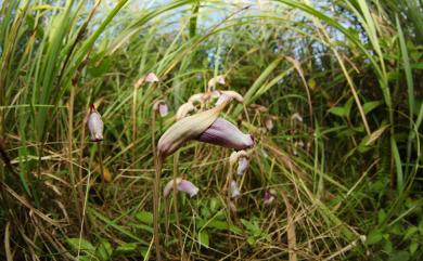 Aeginetia indica 野菰