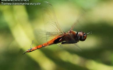 Tramea transmarina euryale Selys, 1878 海霸蜻蜓微斑亞種