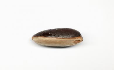 Pouteria caimito (Ruiz & Pav.) Radlk. 加蜜蛋黃果