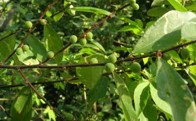 Bridelia tomentosa 土密樹