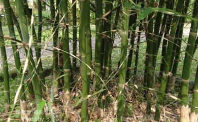 Bambusa utilis W.C.Lin 烏葉竹