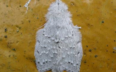 Cnethodonta grisescens baibarana Matsumura, 1929 灰舟蛾
